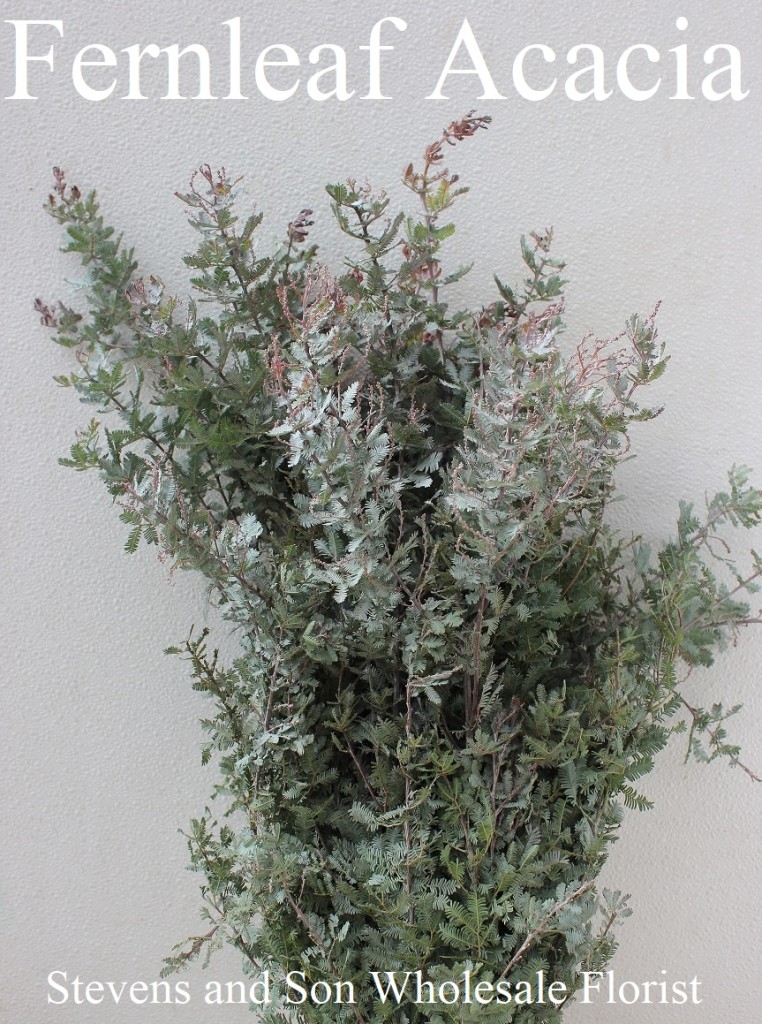 Fernleaf Acacia - Photo Credit Allison Linder