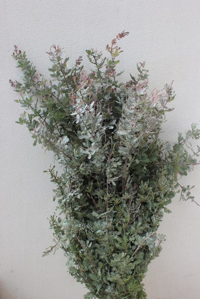 Fernleaf Acacia - Side - Photo Credit Allison Linder