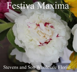 Festiva Maxima - Photo credit Allison Linder