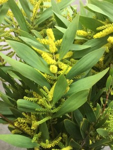 Finger Acacia - Detail Leaves - Photo Credit Allison Linder