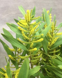Finger Acacia - Detail - Photo credit Allison Linder