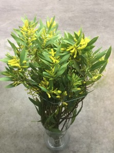 Finger Acacia - Side - Photo credit Allison Linder