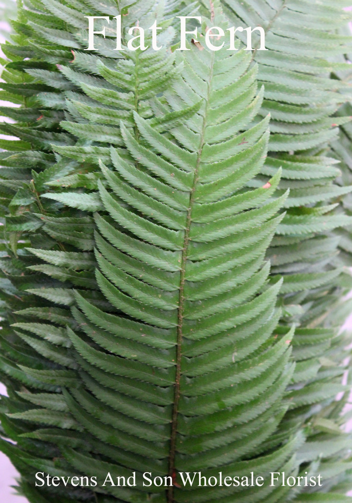 Flat Fern - Photo Credit Allison Linder