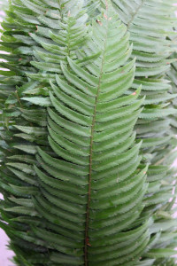 Flat Fern - Side - Photo Credit Allison Linder