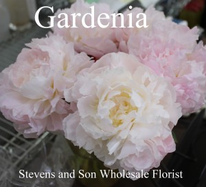 Gardenia - Photo credit Allison Linder