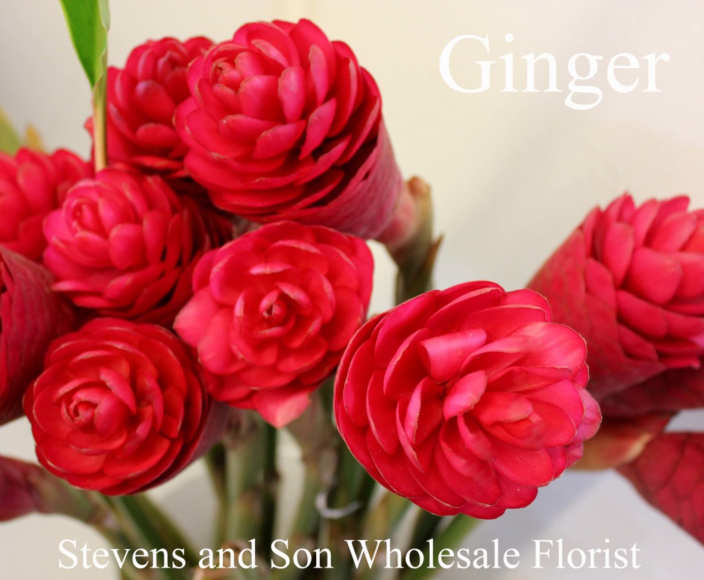 Ginger - Photo Credit Allison Linder