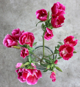 Godetia - Open Hot Pink Aerial - Photo credit Allison Linder