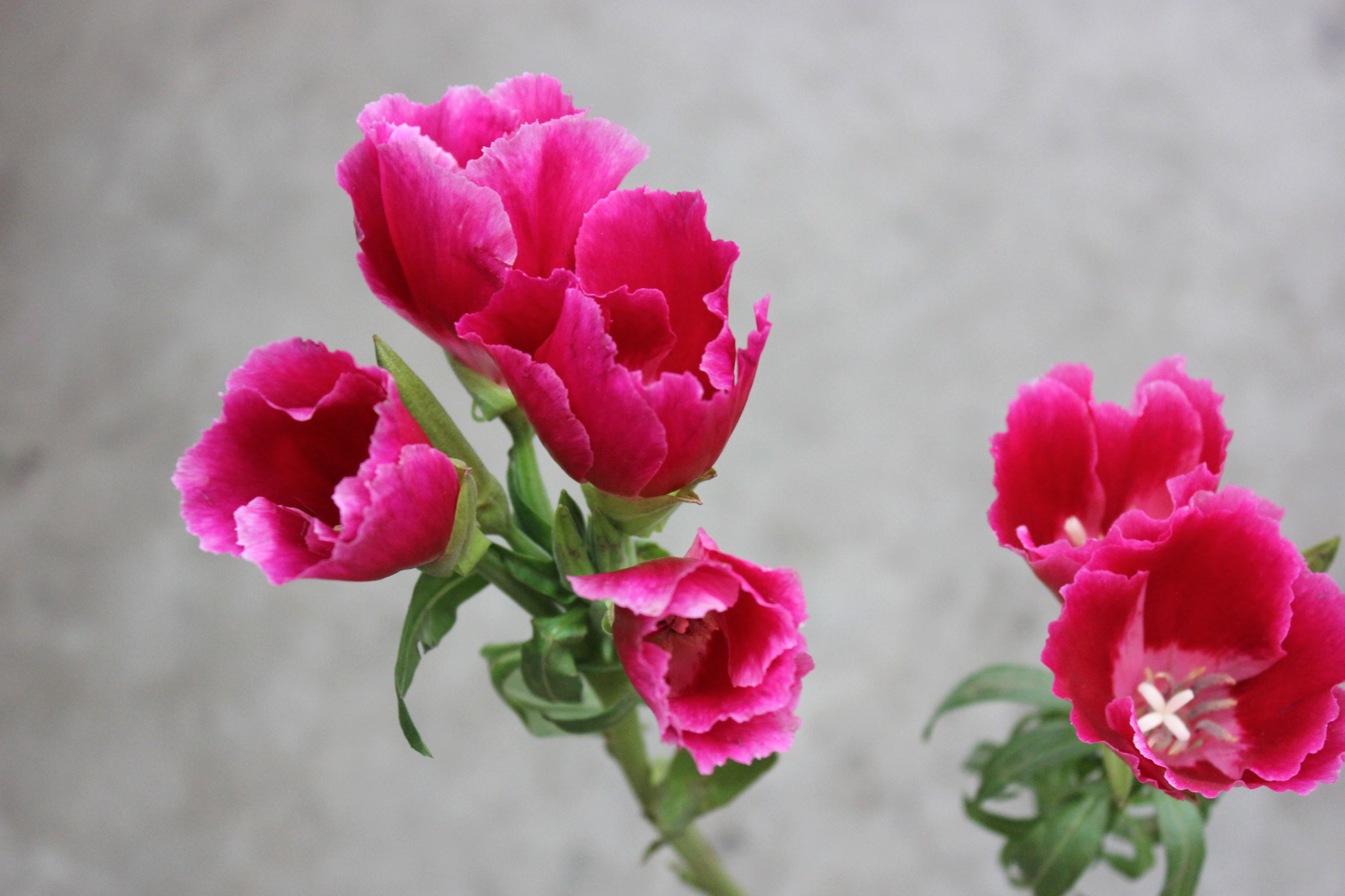 Godetia | Stevens and Son Wholesale Florist