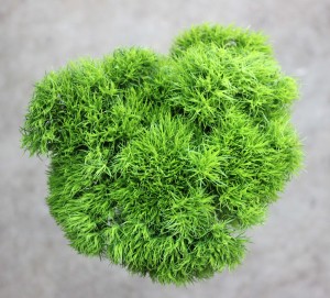 Green Trick Dianthus - Aerial - Photo credit Allison Linder