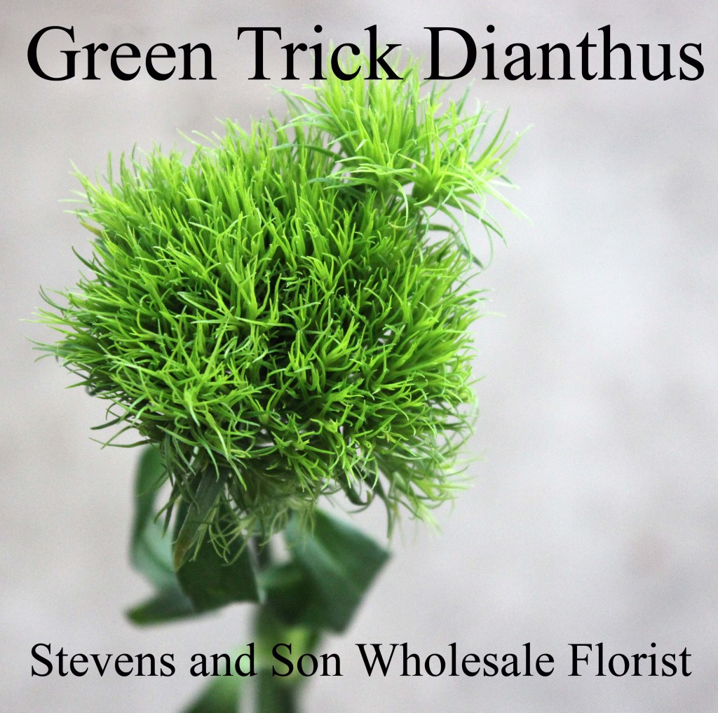 Green Trick Dianthus - Photo credit Allison Linder