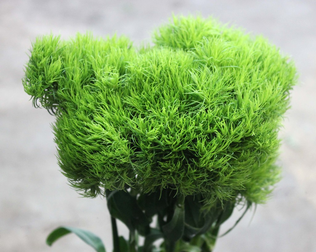 Green Trick Dianthus - Side - Photo Credit Allison Linder