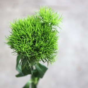 Green Trick Dianthus - Single - Photo Credit Allison Linder