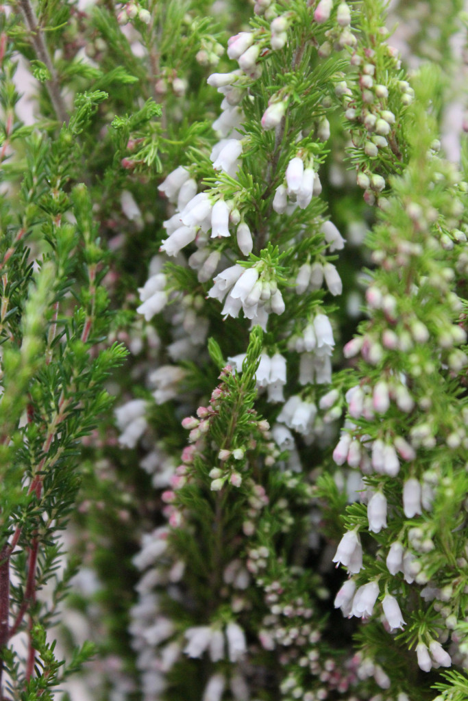 Heather - Detail White - Photo Credit Allison Linder