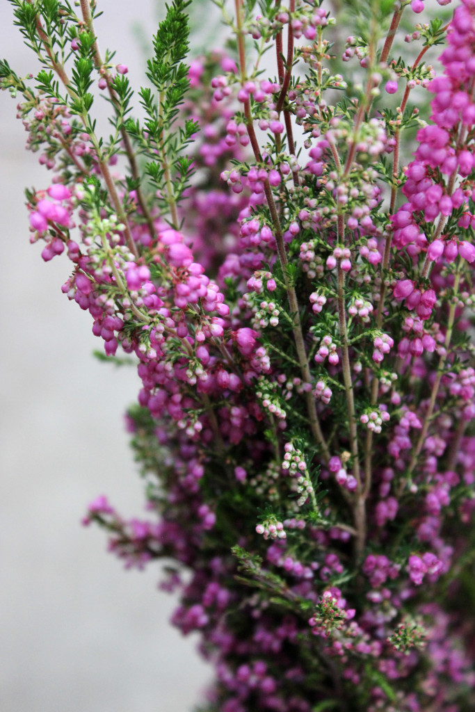 Heather - Pink Detail - Photo Credit Allison Linder