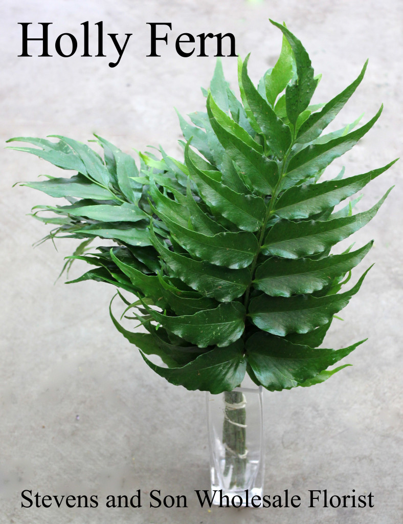 Holly Fern - Photo credit Allison Linder