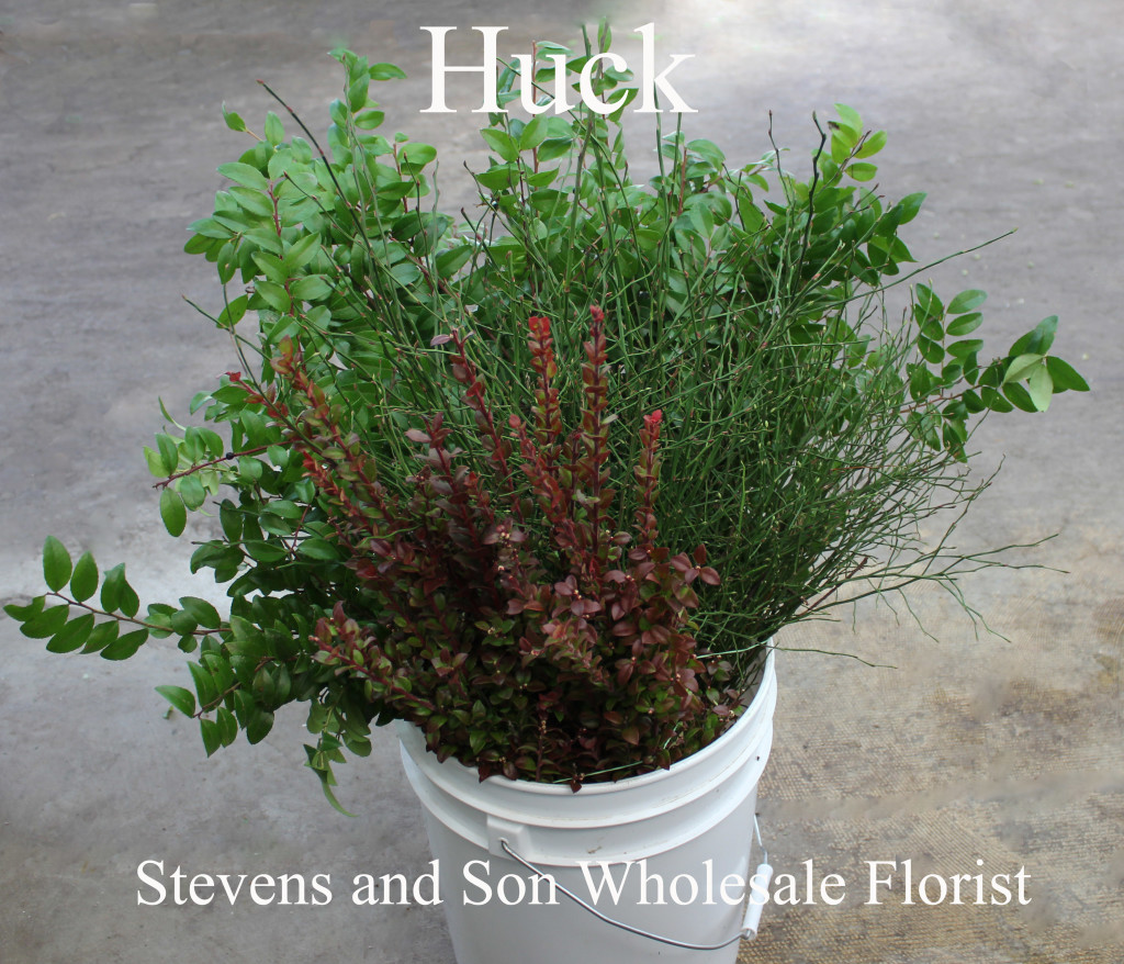 Huck - Photo Credit Allison Linder