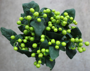 Hypericum - Green - Photo credit Allison Linder