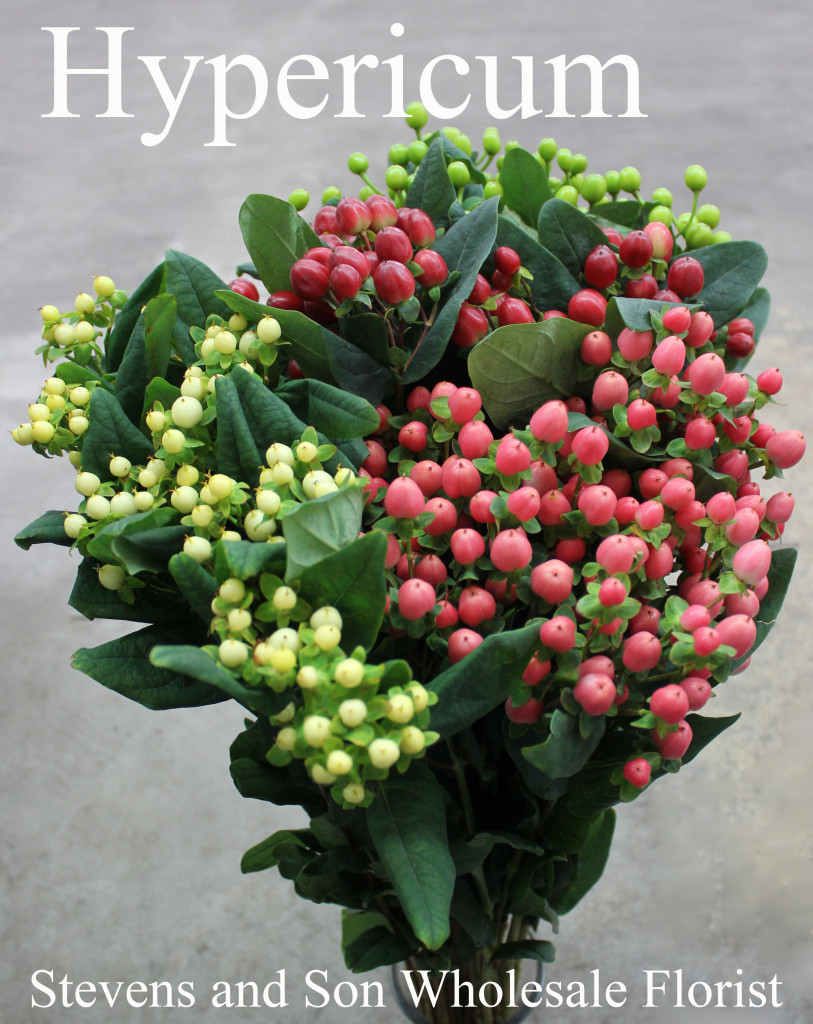 Hypericum - Photo Credit Allison Linder
