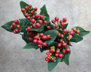 Hypericum - Red - Photo credit Allison Linder