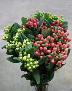 Hypericum - Side - Photo Credit Allison Linder