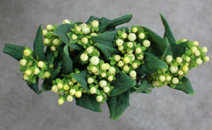 Hypericum - White - Photo Credit Allison Linder