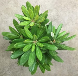 Integrifolia - Aerial - Photo Credit Allison Linder