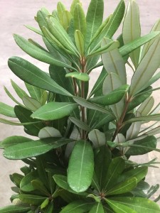 Integrifolia - Detail - Photo Credit Allison Linder