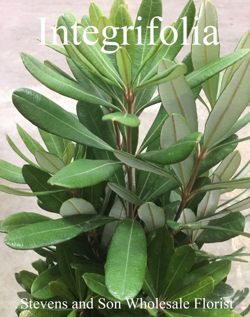 Integrifolia - Photo Credit Allison Linder