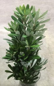 Integrifolia - Side - Photo Credit Allison Linder