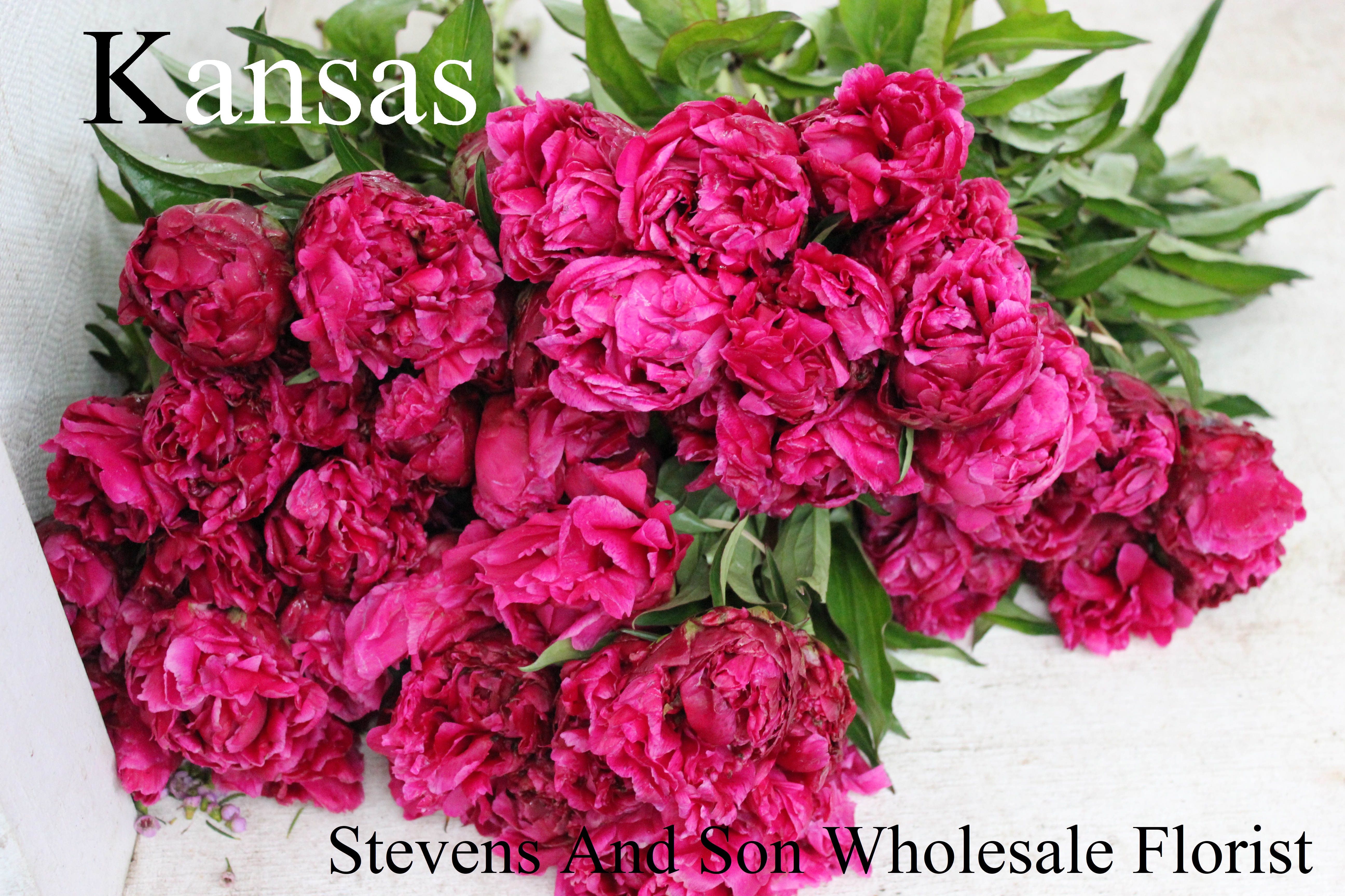 Peonies Stevens and Son Wholesale Florist