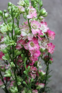 Larkspur - Hot Pink Detail - Photo Credit Allison Linder