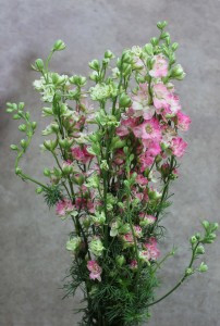 Larkspur - Hot Pink - Photo credit Allison Linder