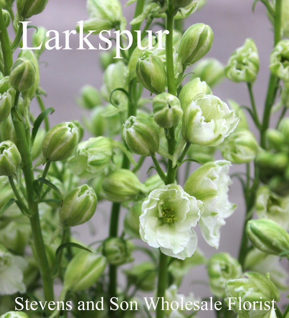 Larkspur - Photo Credit Allison Linder