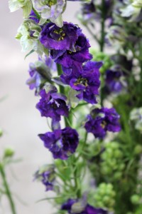 Larkspur - Purple Detail - Photo Credit Allison Linder