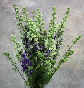 Larkspur - Purple Side - Photo Credit Allison Linder