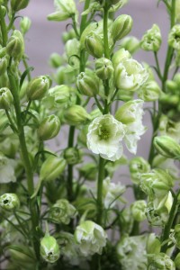 Larkspur - White Detail - Photo Credit Allison Linder