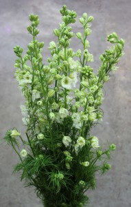 Larkspur - White - Photo Credit Allison Linder