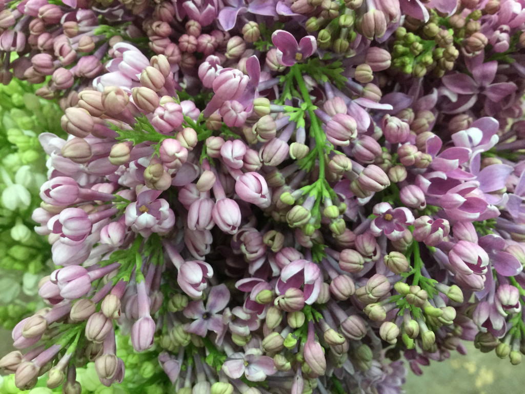 Lilac - Lavender Detail - Photo Credit Allison Linder