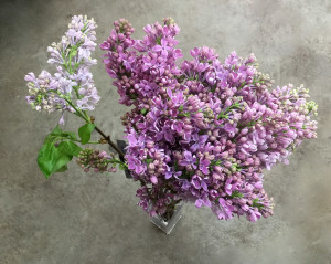 Lilac - Lavender - Photo Credit Allison Linder