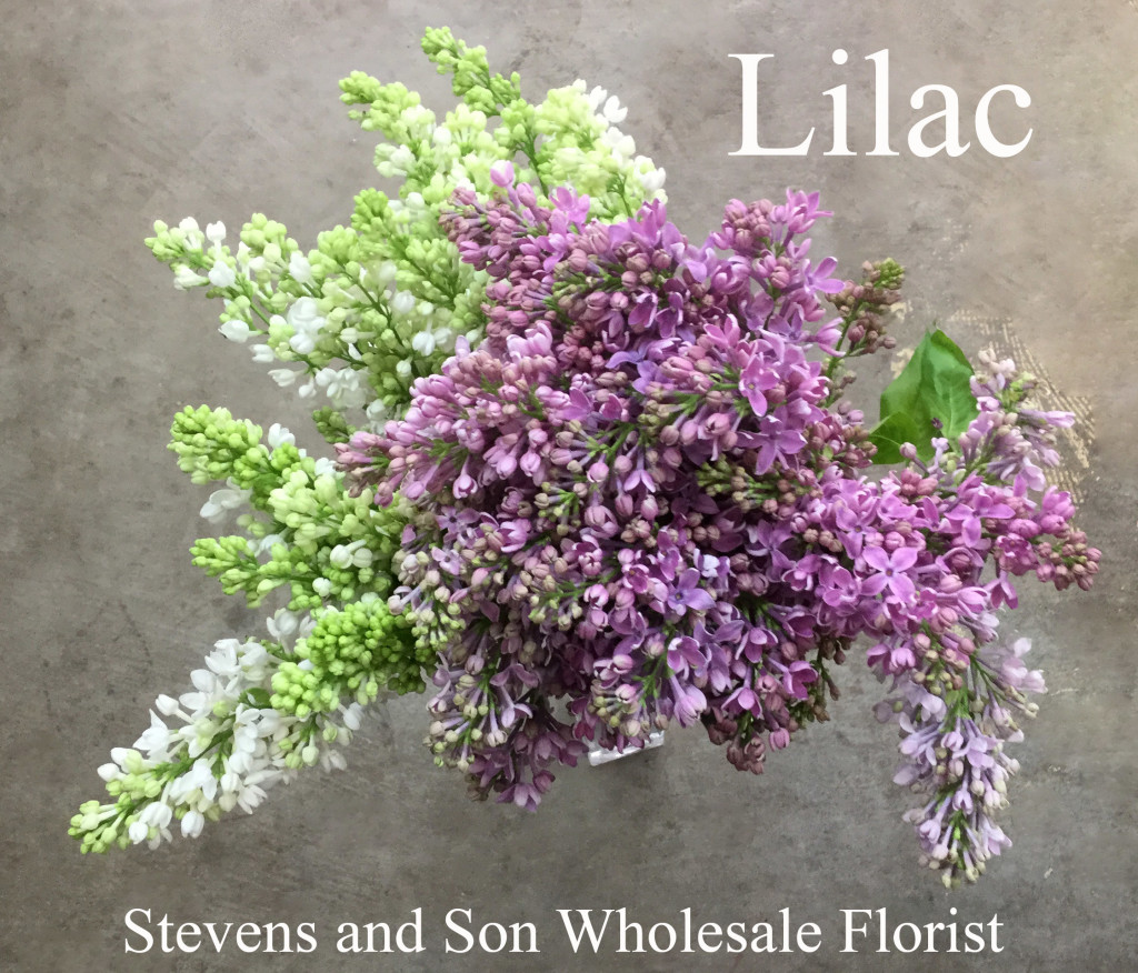 Fresh Flowers Stevens and Son Wholesale Florist