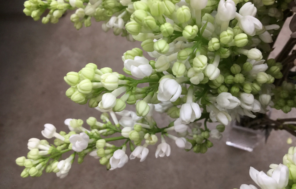 Lilac - White Detail - Photo Credit Allison Linder