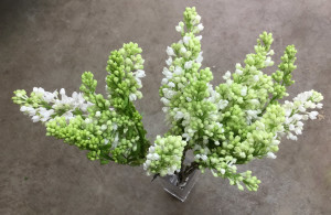 Lilac - White - Photo Credit Allison Linder