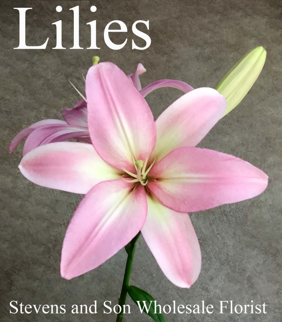 Lilies - Photo Credit Allison Linder
