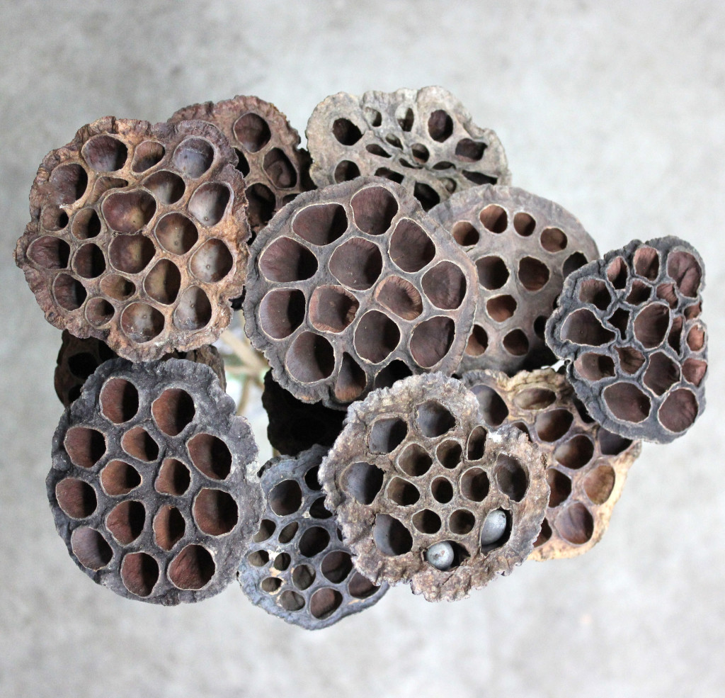 Lotus Pods - Dried - Photo Credit Allison Linder