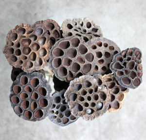 Lotus Pods - Dried - Photo Credit Allison Linder