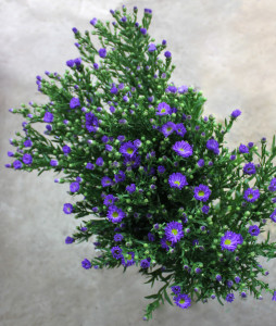 Monte Casino - Purple - Photo Credit Allison Linder