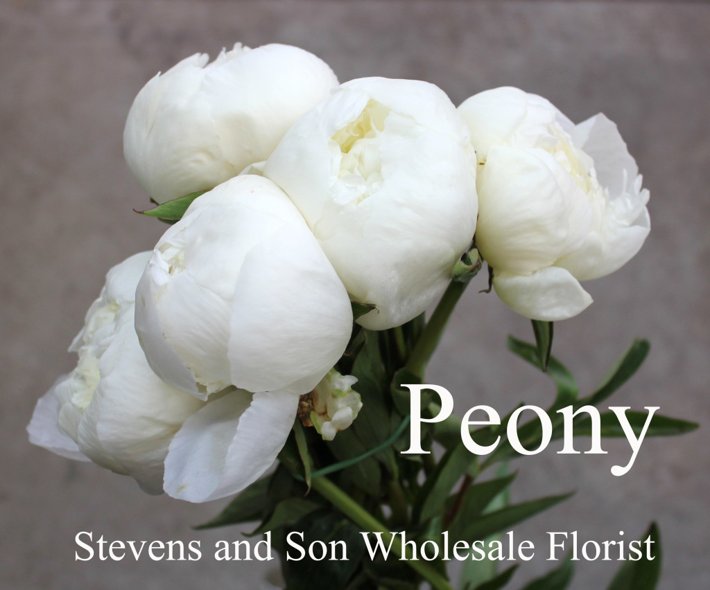 Peony - Photo Credit Allison Linder