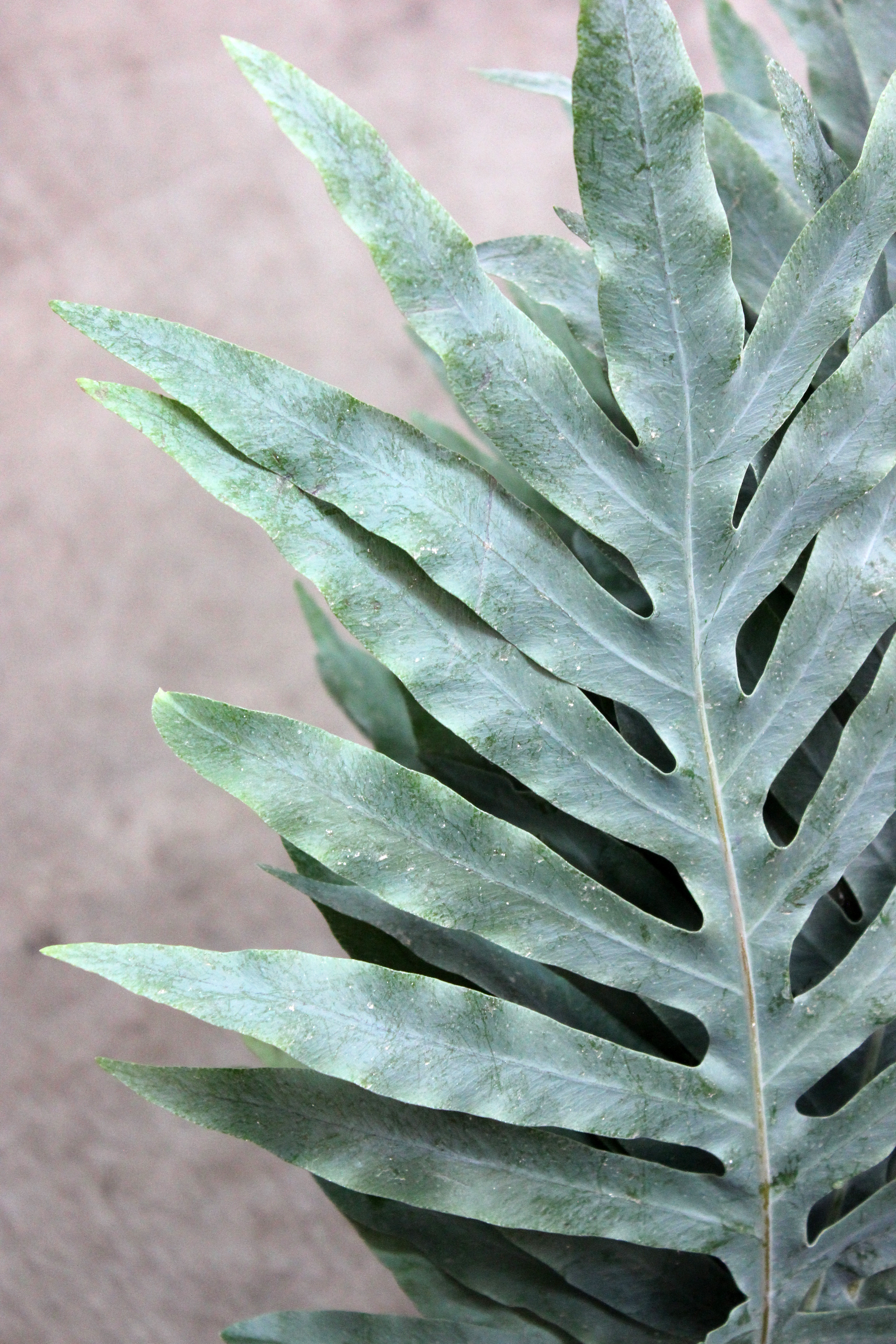 Polypodium – Blue Star Fern | Stevens and Son Wholesale Florist