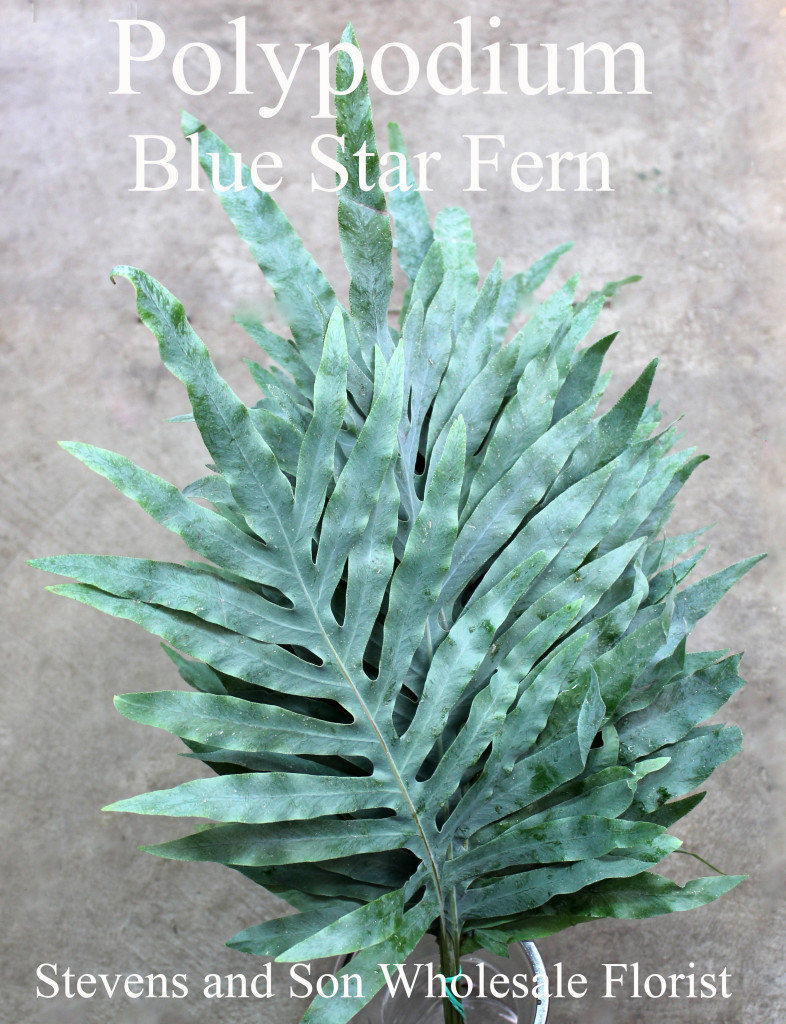 Polypodium Blue Star Fern - Photo Credit Allison Linder