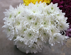 Pompon Cushion - White - Photo Credit Allison Linder